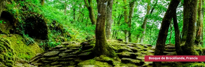 Broceliande en la Bretaña Francesa